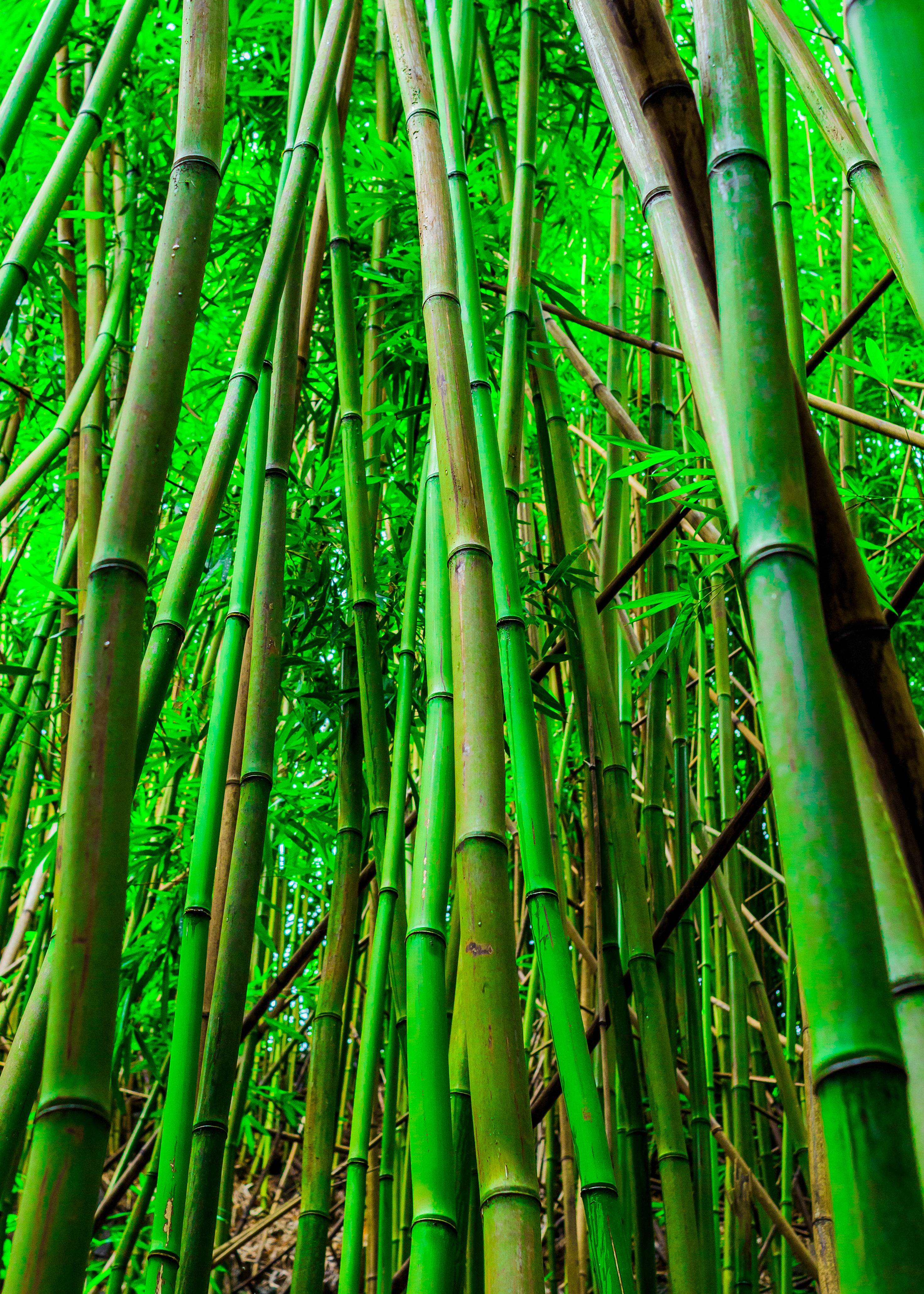 Towering bamboo forest in Hawaii — light filtering through a living cathedral