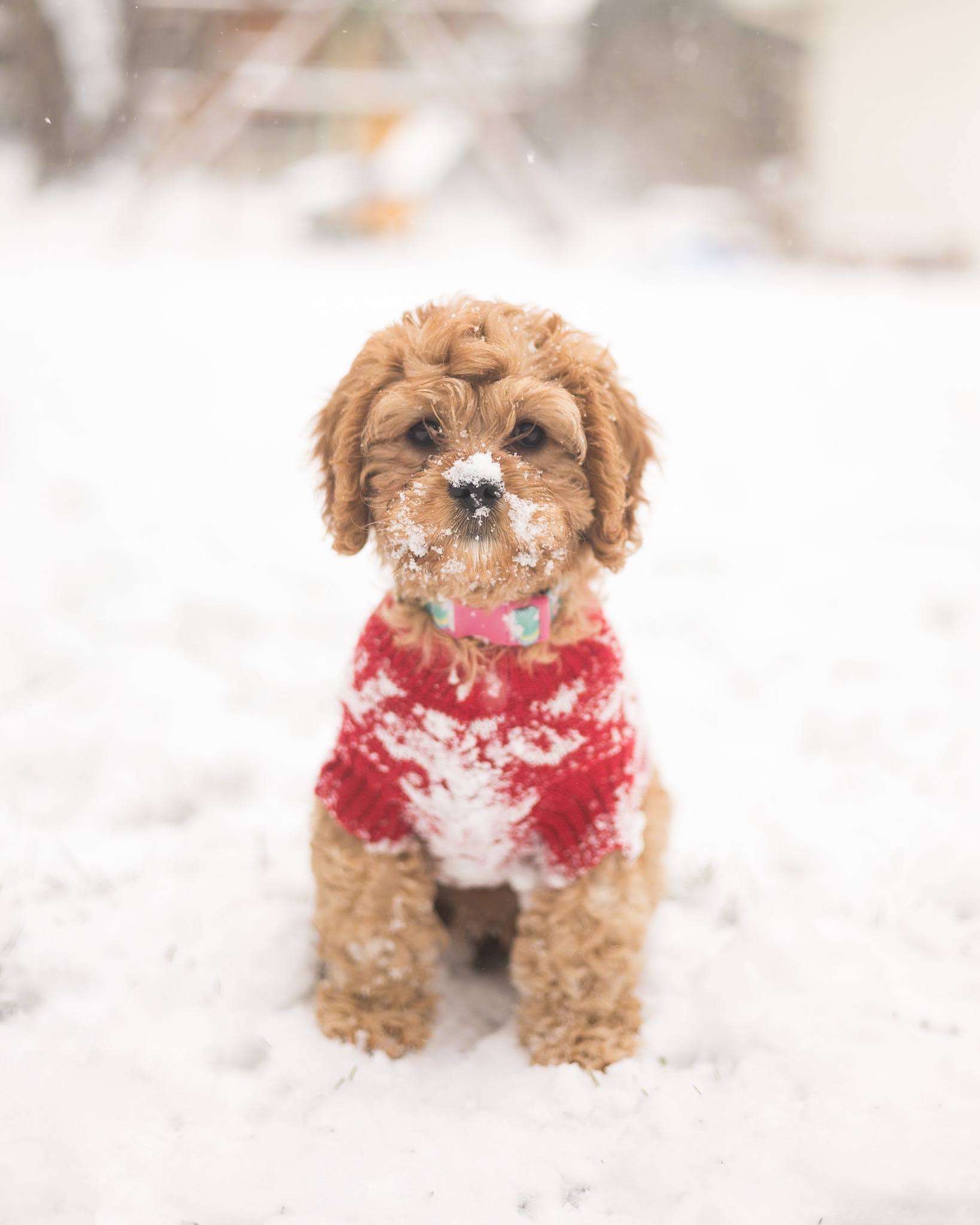 A puppy discovering snow for the first time